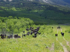 Cows Running