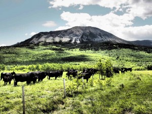 Cows and Mountain