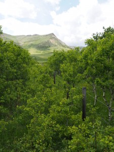 Fence Line Waterton Border