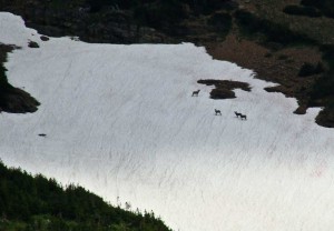 Bighorn Sheep