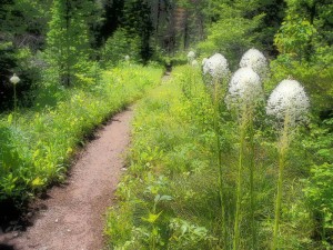 Bear Grass 3