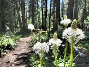 Bear Grass 10