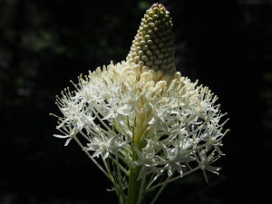 Bear Grass 12