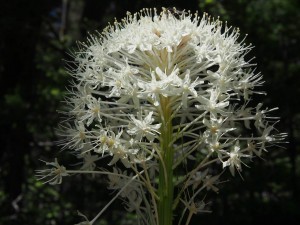 Bear Grass 5