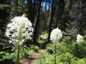 Bear Grass 9