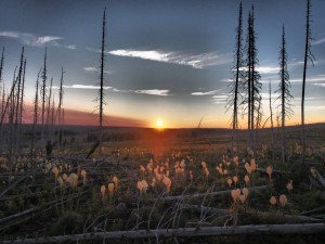 Beargrass sunrise - Glacier Explorer