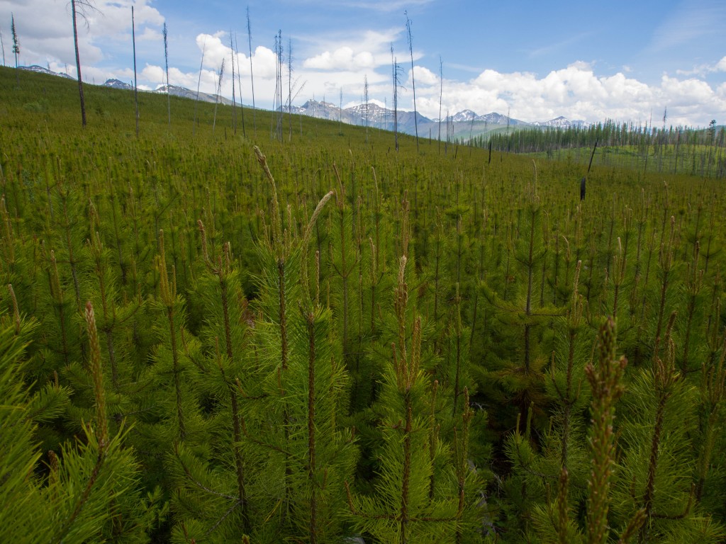 Lilly Pine Trees