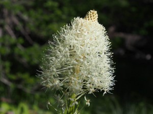 Bear Grass 7