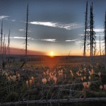 Beargrass sunrise - Glacier Explorer